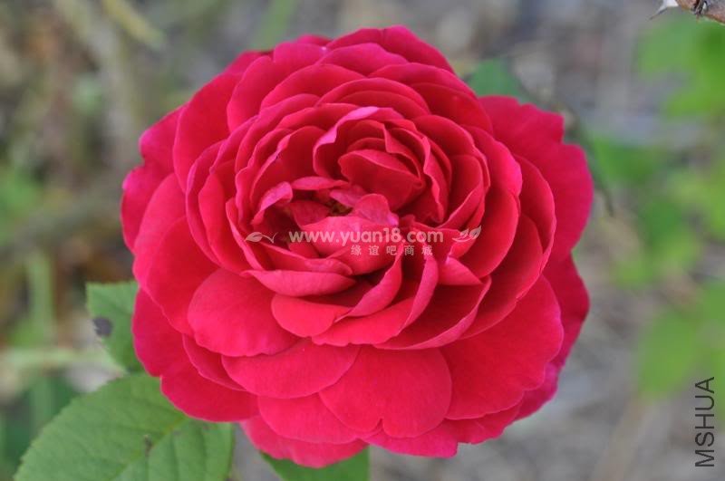 L.D. Braithwaite 6.jpg