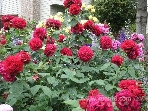 L.D. Braithwaite 1.jpg