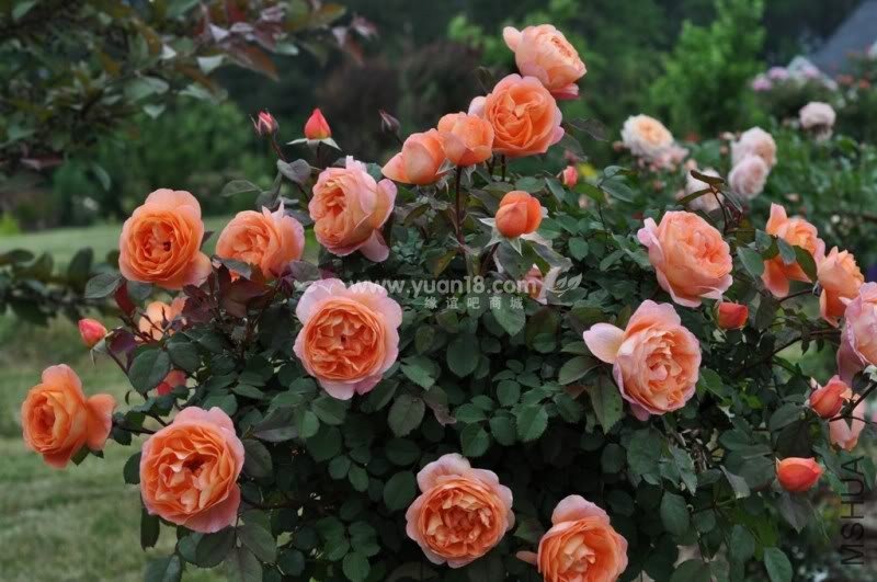 Lady Emma Hamilton 6.jpg