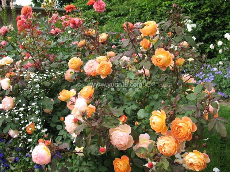 Lady Emma Hamilton 16.jpg