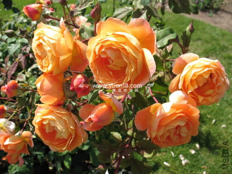 Lady Emma Hamilton 18.jpg