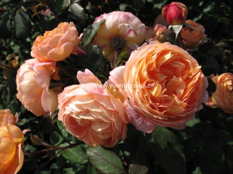 Lady Emma Hamilton 17.jpg