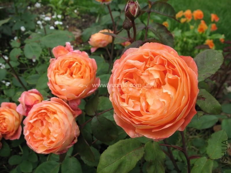 Lady Emma Hamilton 20.jpg