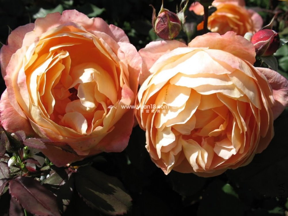 Lady Emma Hamilton 19.jpg