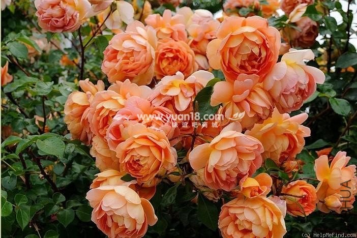 pat austin 27.jpg.jpg