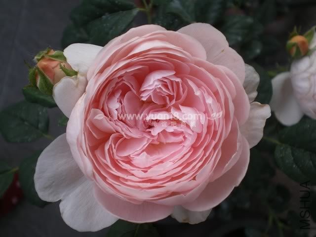 Queen of  Sweden 1.jpg