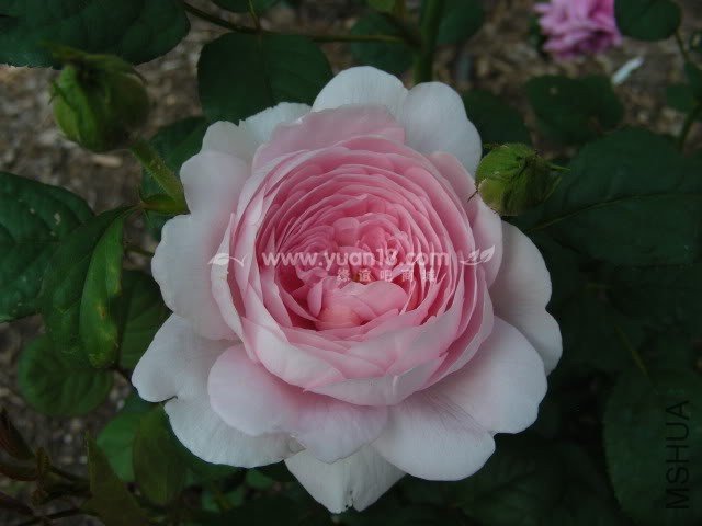 Queen of  Sweden 2.jpg