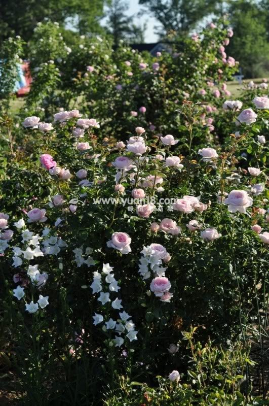 Queen of  Sweden 4.jpg