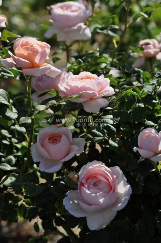 Queen of  Sweden 5.jpg