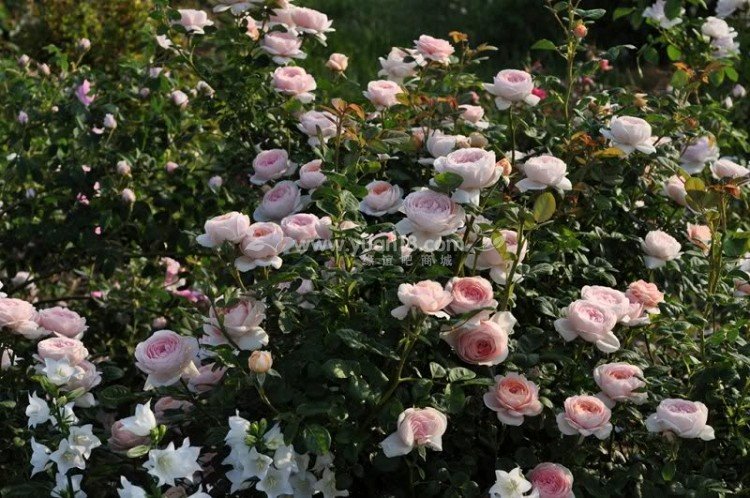 Queen of  Sweden 8.jpg