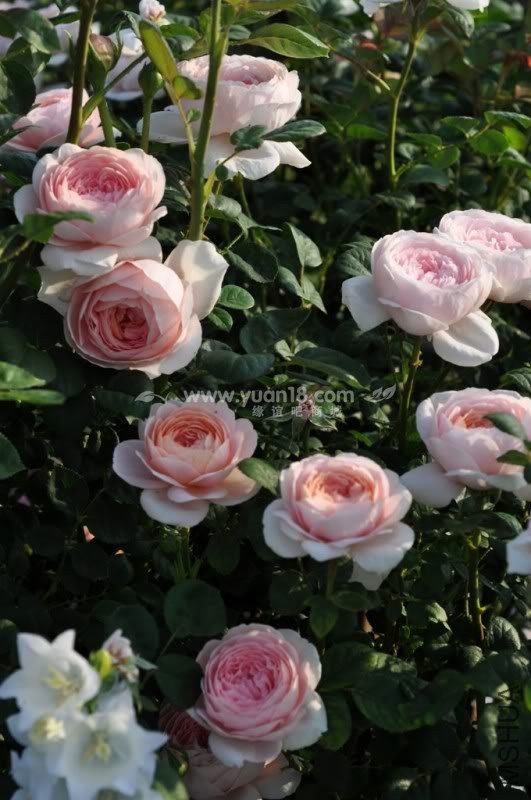 Queen of  Sweden 7.jpg