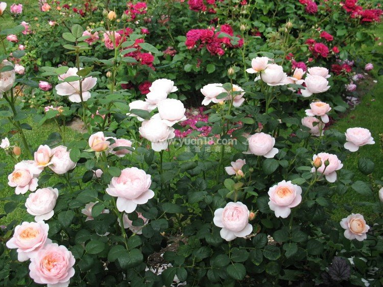 Queen of  Sweden 11.jpg