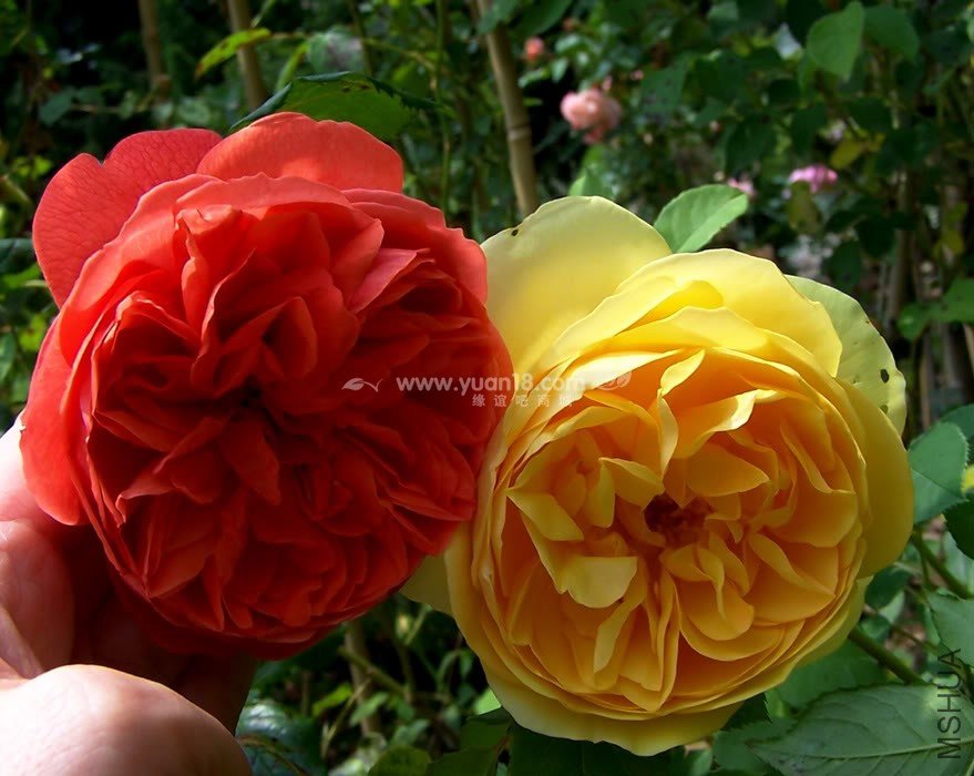 Summer Song e Graham Thomas.jpg