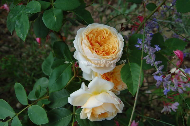 Teasing Georgia 13.jpg