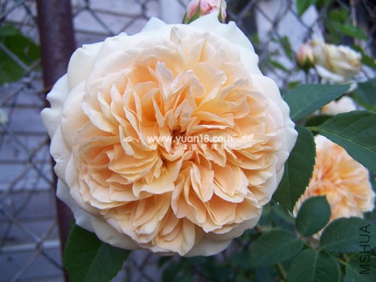 Teasing Georgia 4.jpg