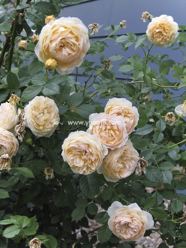 Teasing Georgia 1.jpg