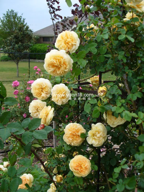 Teasing Georgia 3.jpg