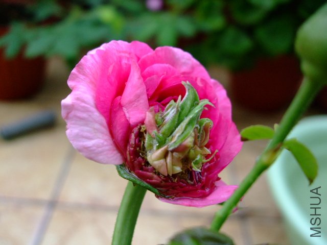 DSCF3914.JPG