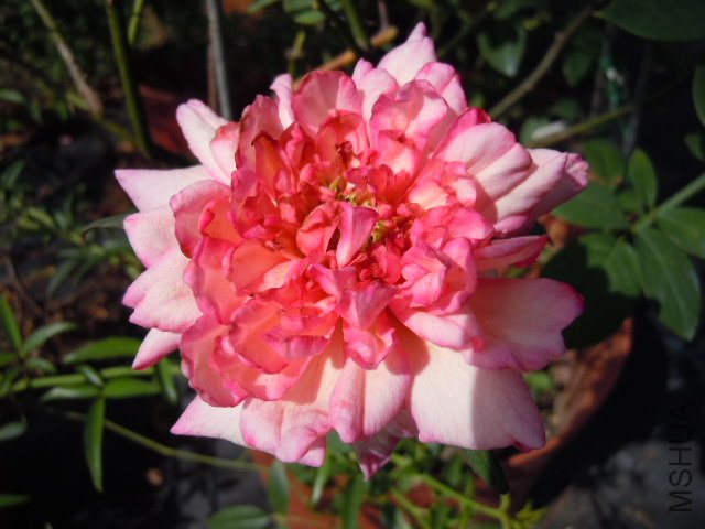 DSCN0063.jpg