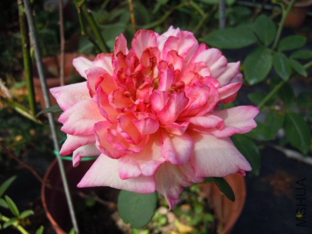 DSCN0062.jpg