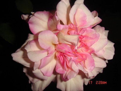 DSC07384.jpg