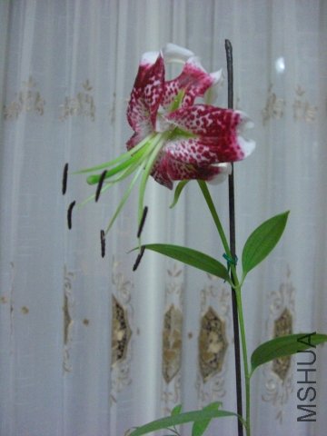 CIMG8305.JPG