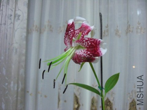 CIMG8304.JPG