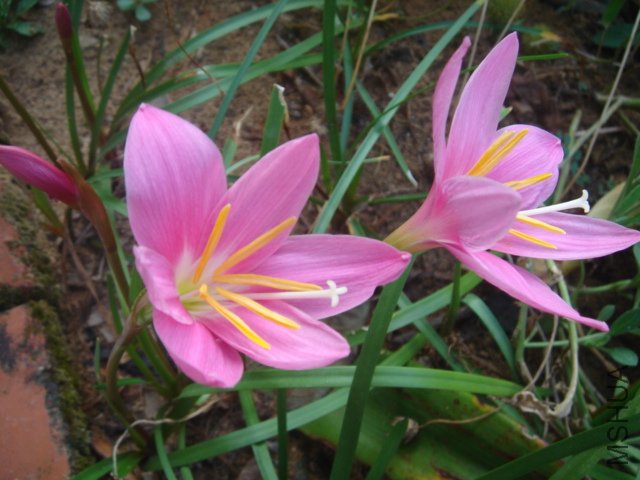 DSC04837.JPG