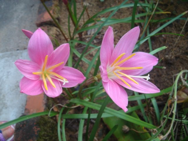 DSC04838.JPG