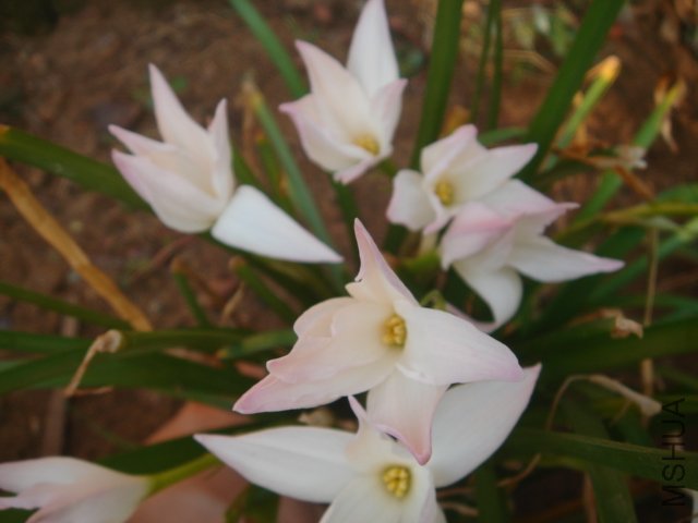DSC04831.JPG