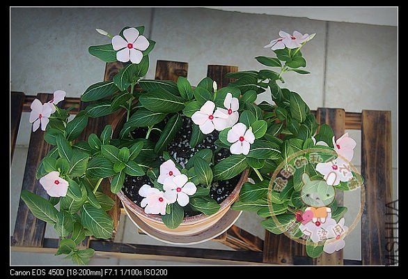 IMG_3556a.jpg