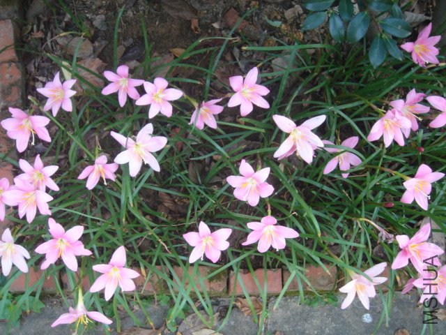 DSC04861.JPG