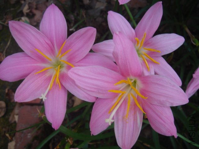 DSC04866.JPG