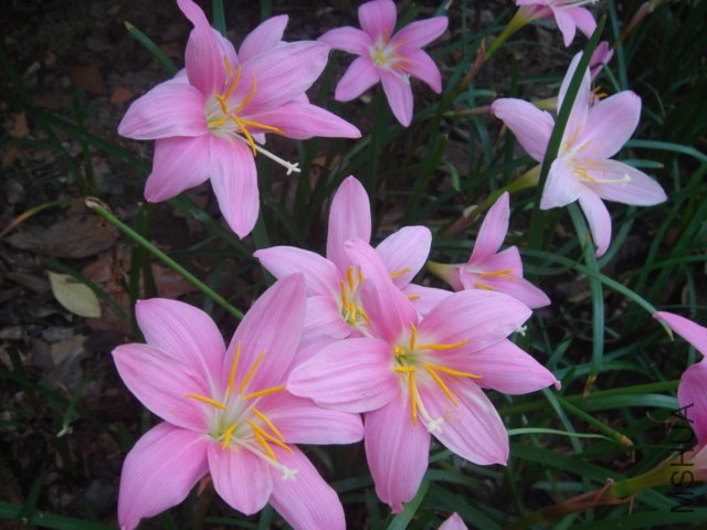 DSC04863.JPG