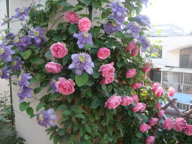 DSC01374.JPG