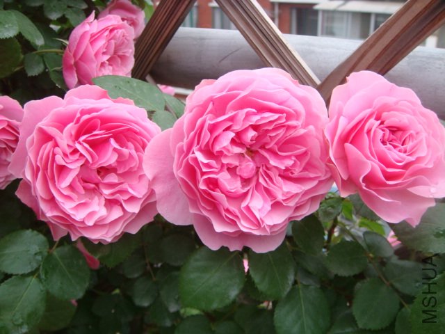 DSC01367.JPG