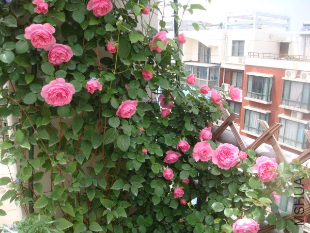 DSC01355.JPG