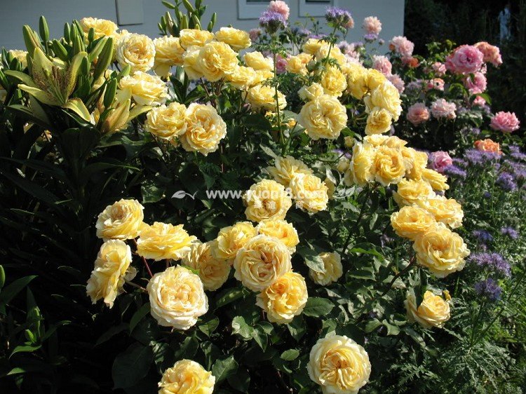 Sophia Renaissance 7.jpg