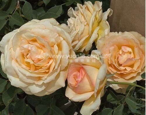 Sophia Renaissance.jpg