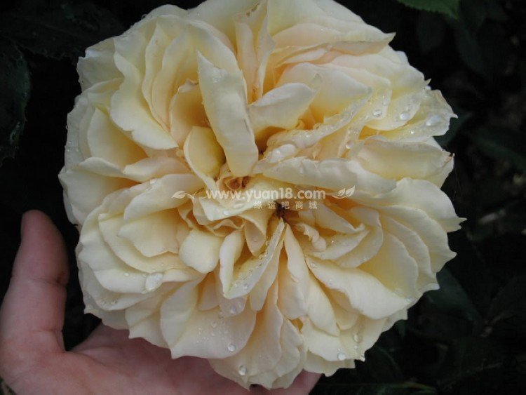 Sophia Renaissance 5.jpg