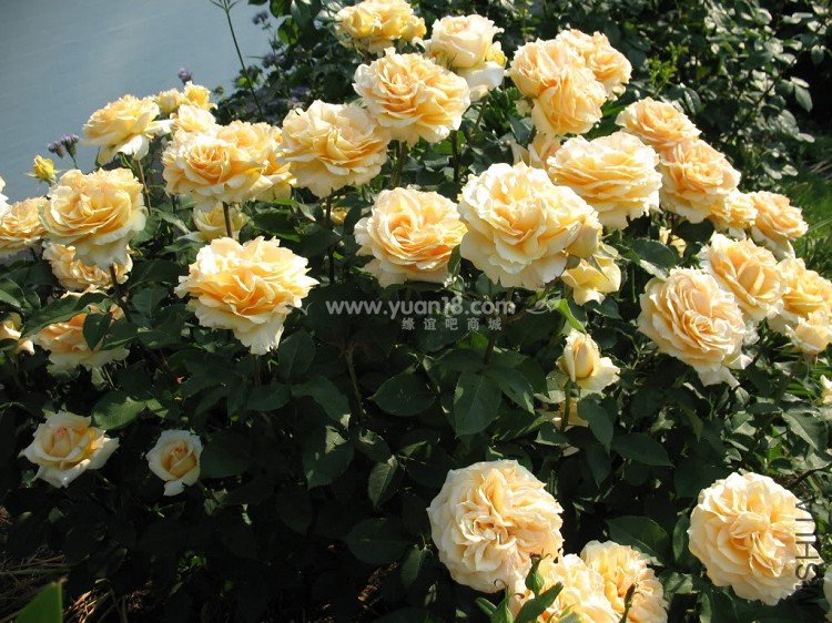 Sophia Renaissance 6.jpg