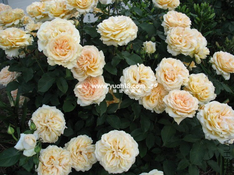 Sophia Renaissance 2.jpg