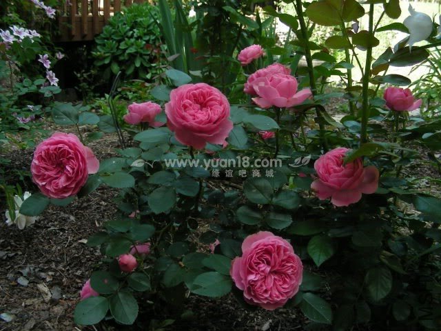 Leonardo da Vinci 10.jpg