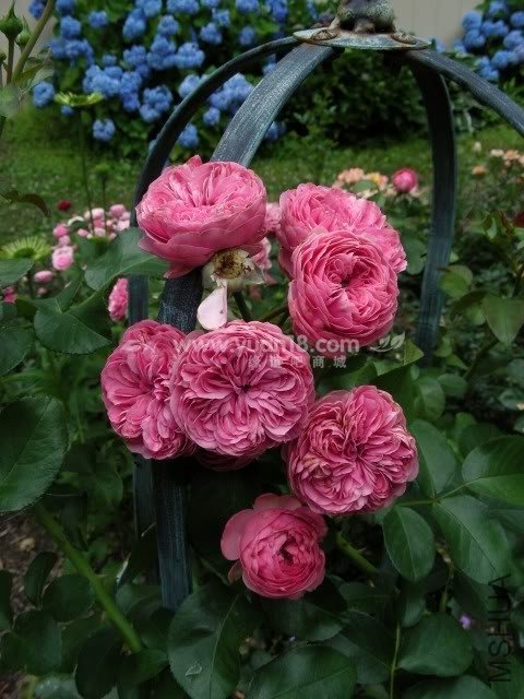 Leonardo da Vinci 2.jpg