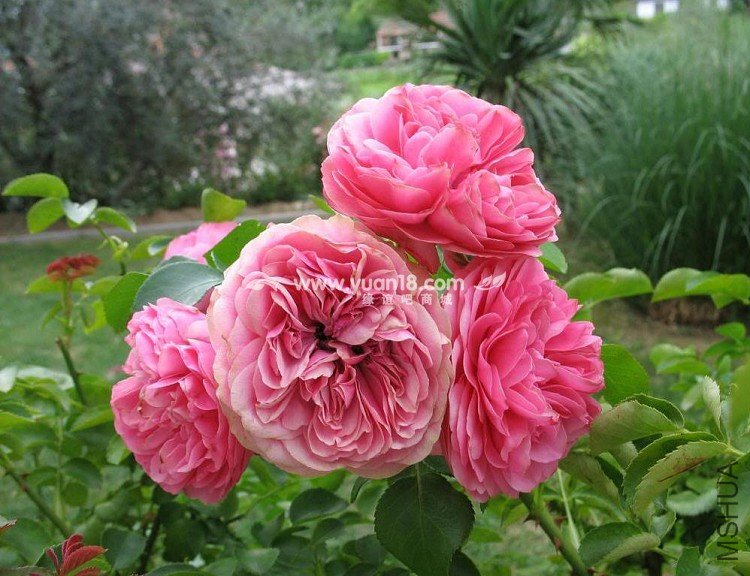 Leonardo da Vinci 12.jpg