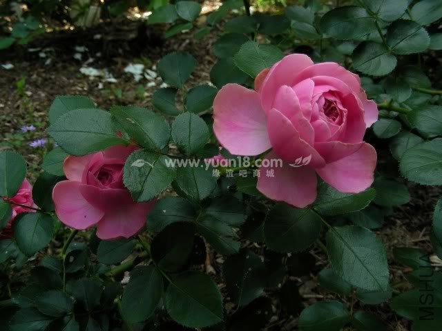 Leonardo da Vinci 9.jpg