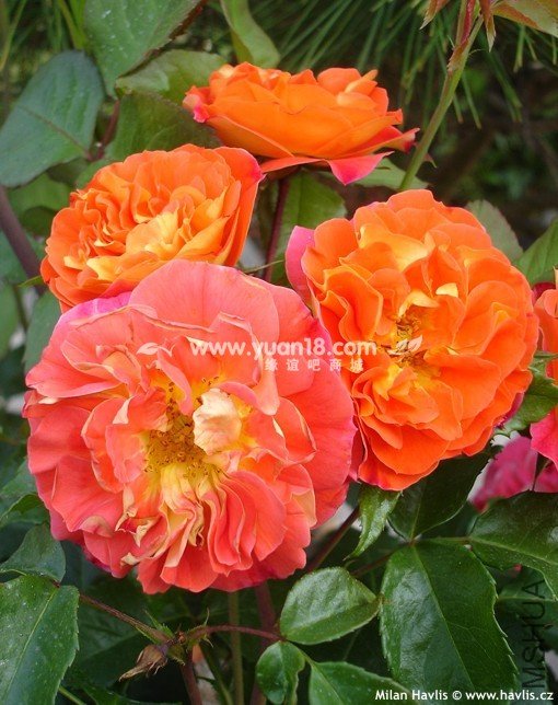 Gebr��der Grimm 3.jpg