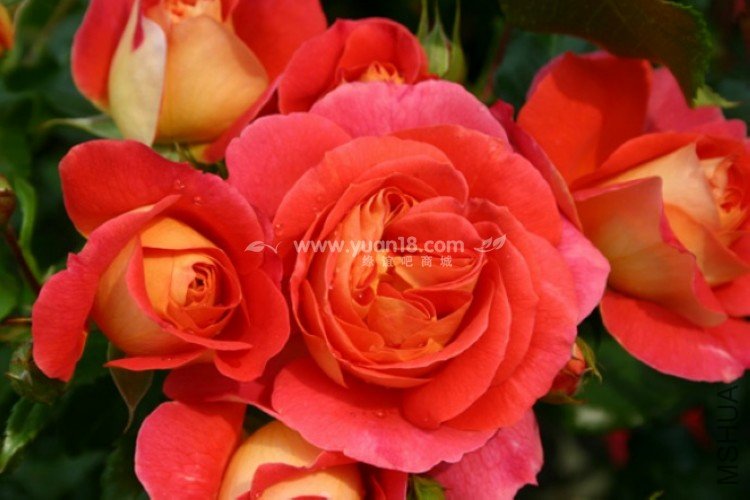 Gebr��der Grimm 5.jpg