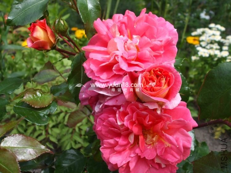 Gebr��der Grimm 7.jpg