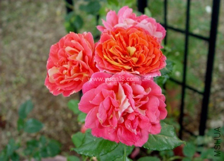 Gebr��der Grimm 4.jpg